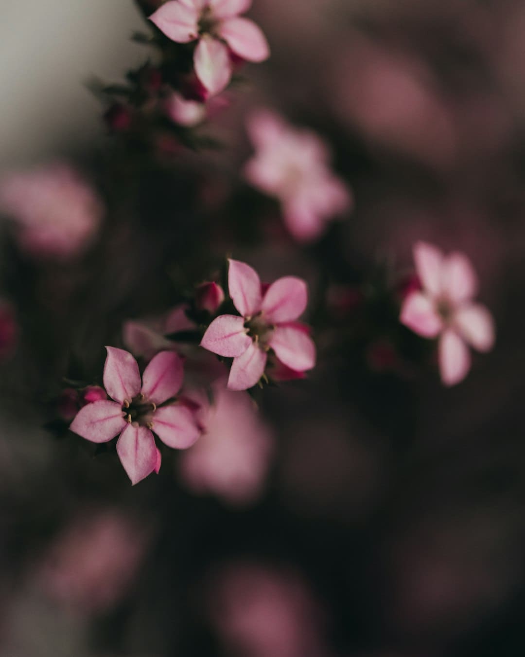 杨紫李现《秀丽芳华》定档6月30日,牡丹重耀续写盛唐篇章